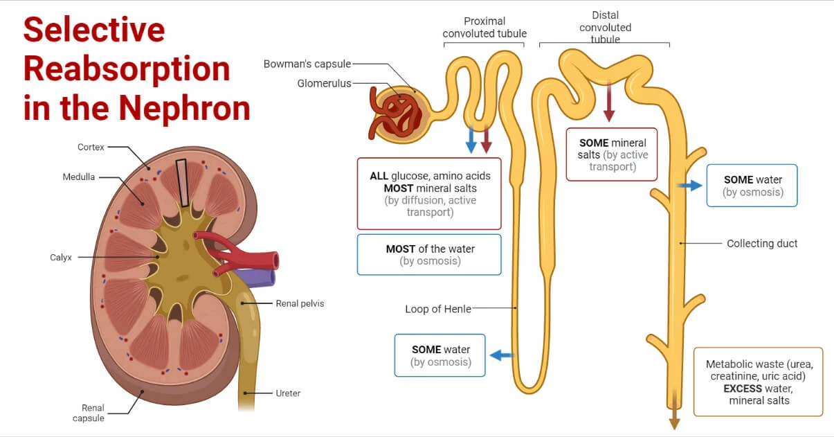 Selective Reabsorption in the kidney nephron