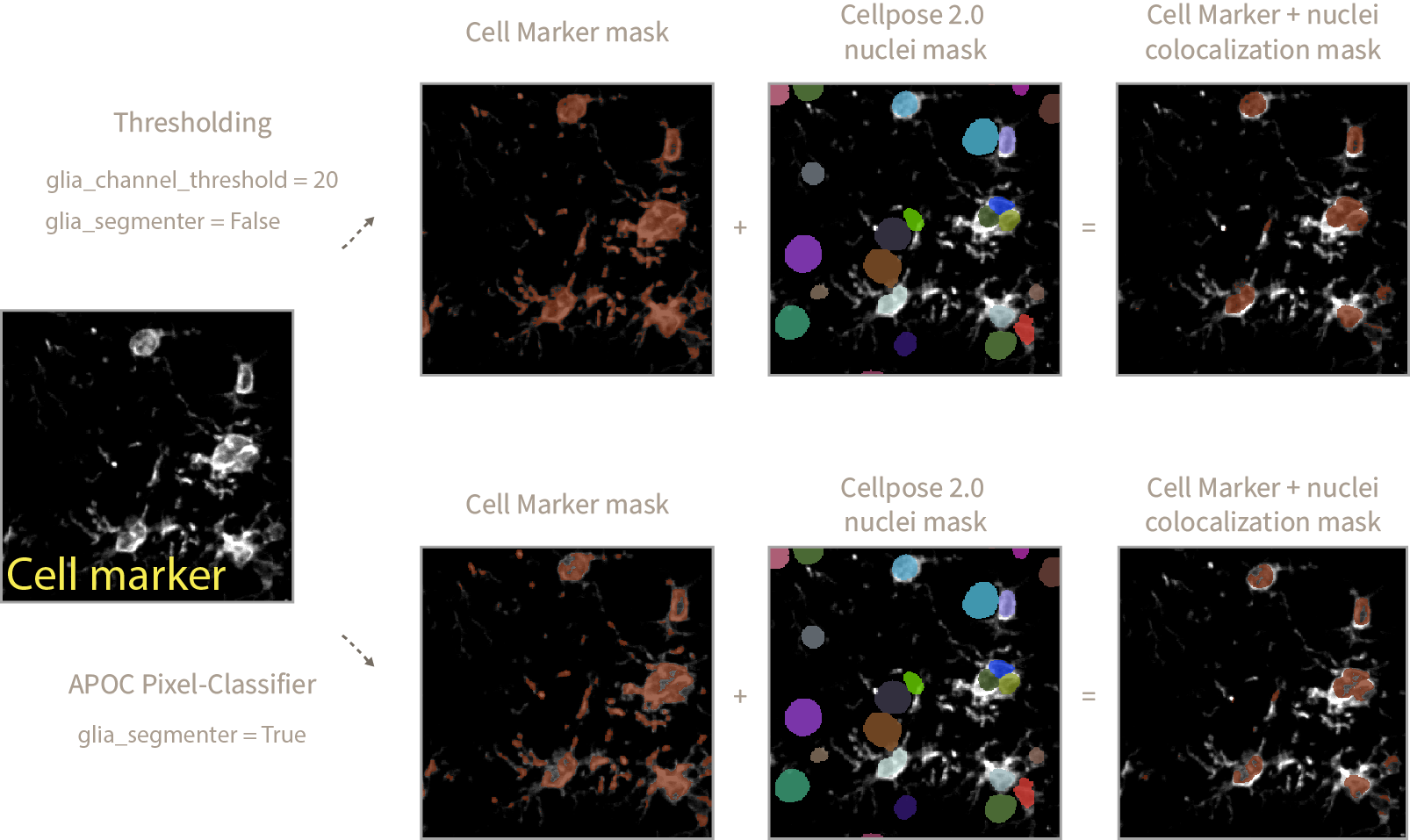 cell_marker_segmentation