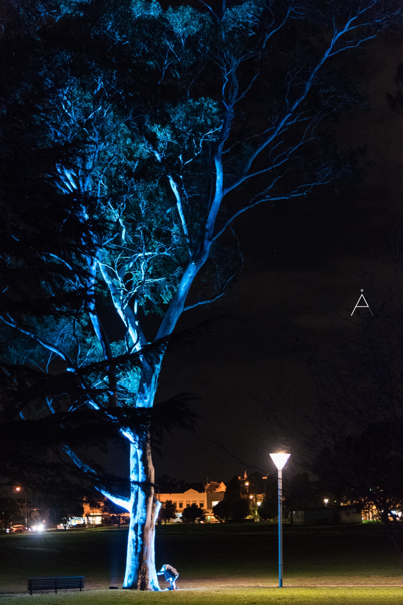 Curiosity and the Tree