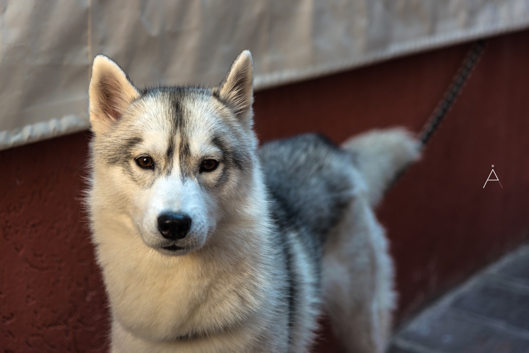 Huskie
