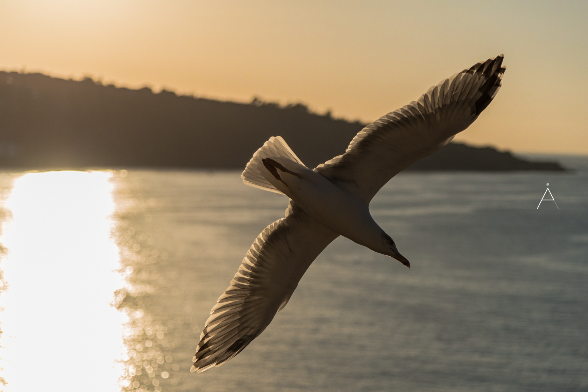 Wings Spanned