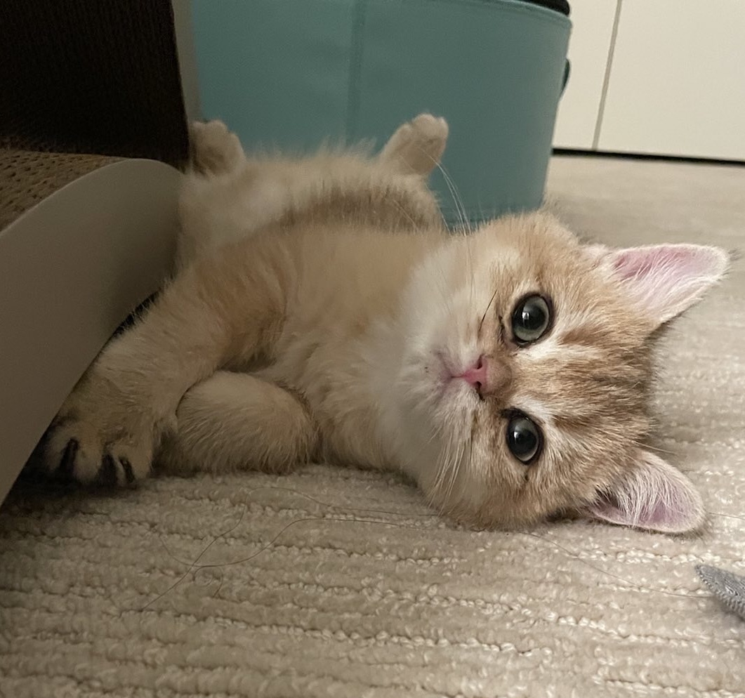 zelda