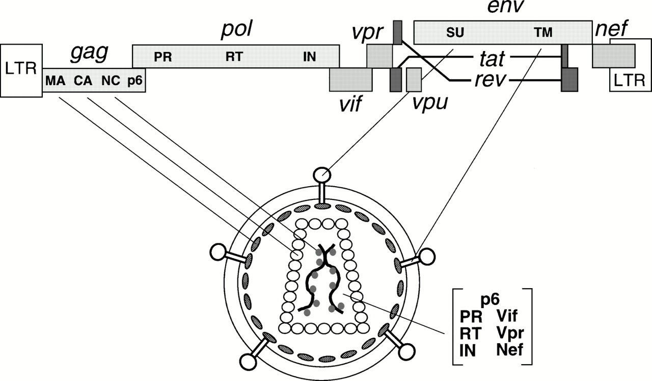 HIV Genome Diagram