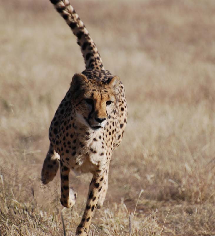 Photo – Cheetah