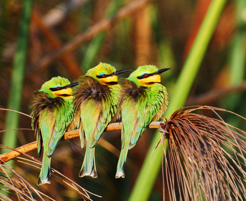 Photo – Little Bee Eaters