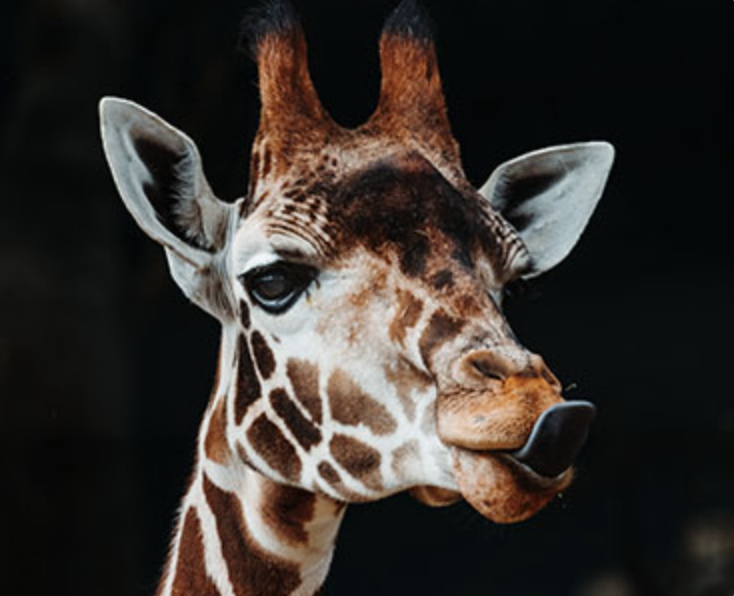 Regular photo of a giraffe
