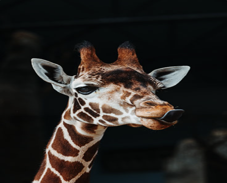 Squashed photo of a giraffe