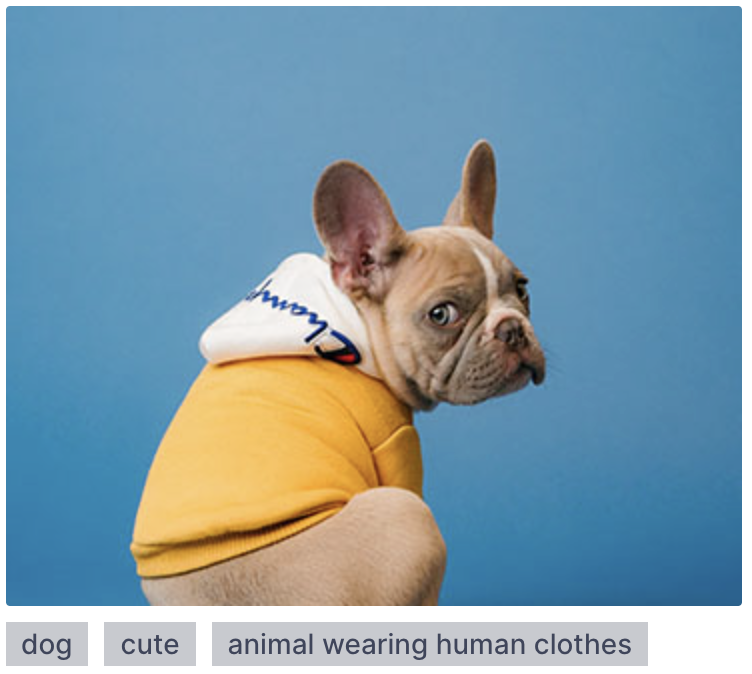 Screenshot from the app, showing a dog with 3 tags below