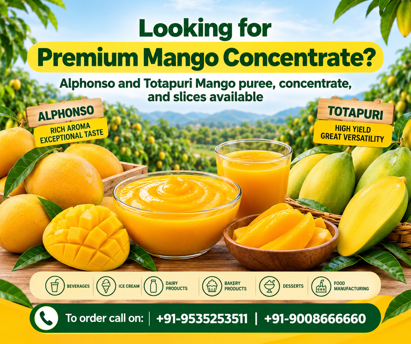 Premium Mango Concentrate Manufacturer & Exporter in India | SNR Foods