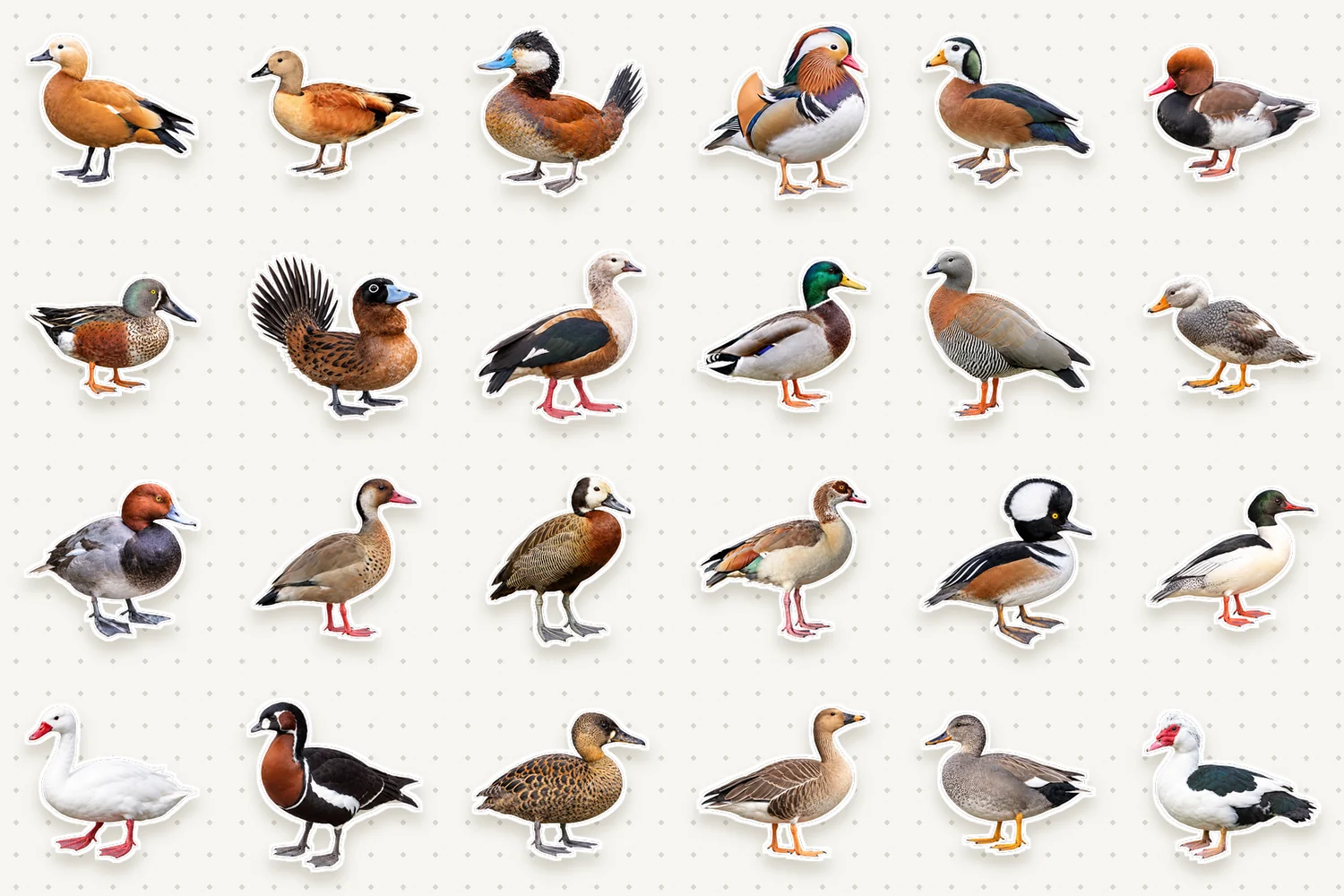 Ducks, geese & swans