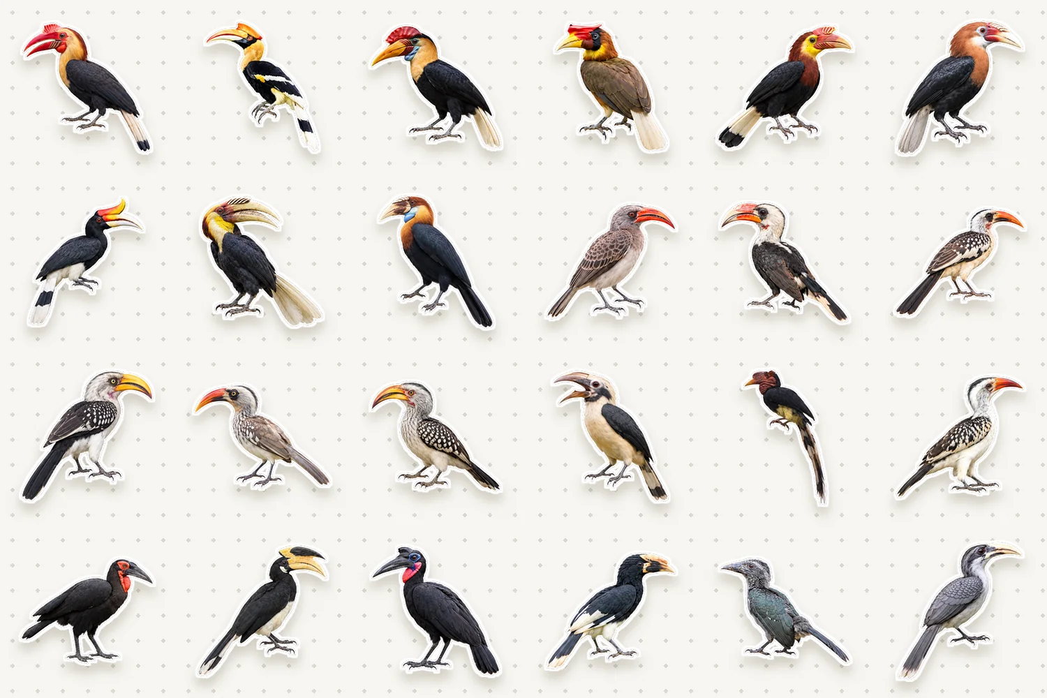 Hornbills