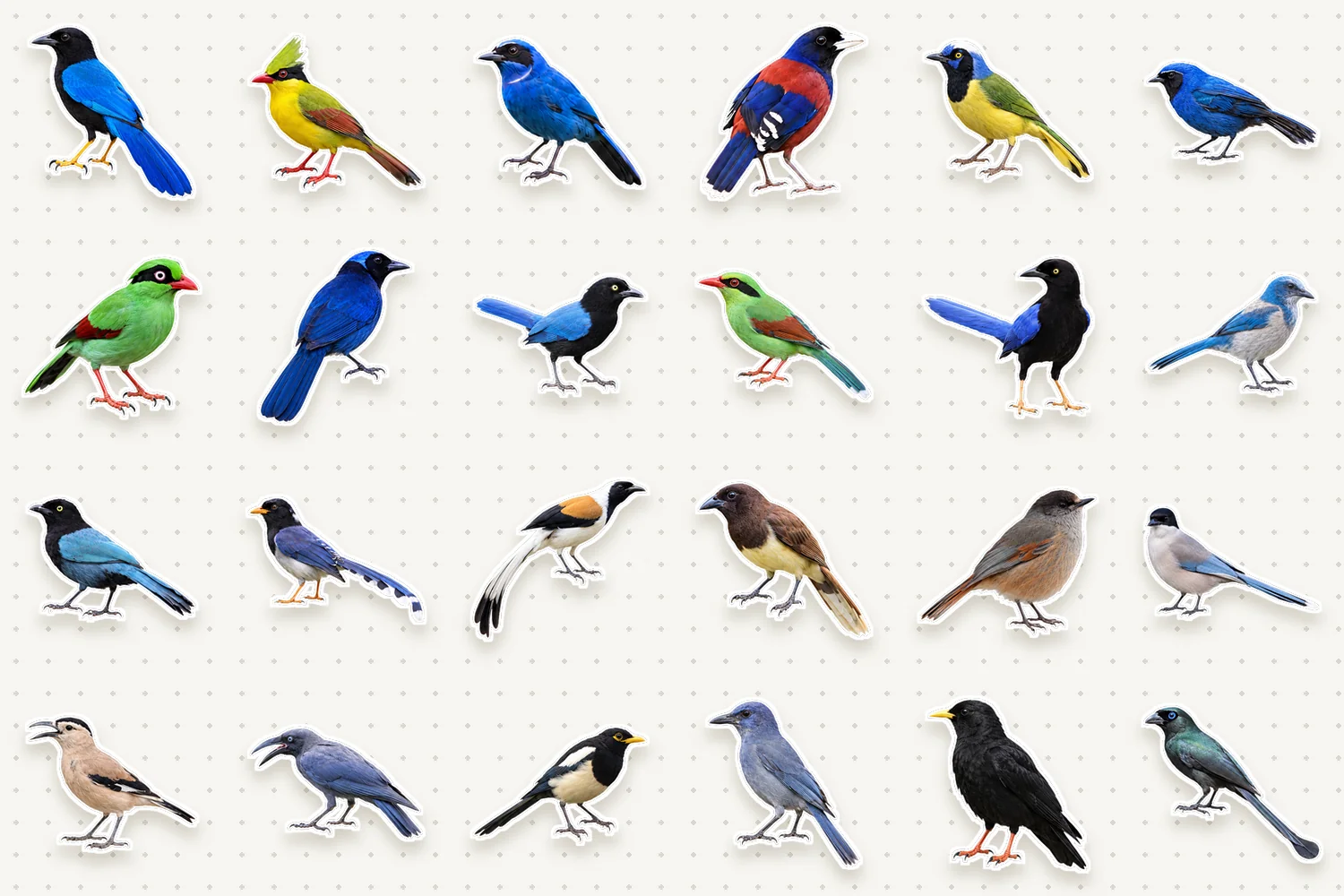 Jays & magpies
