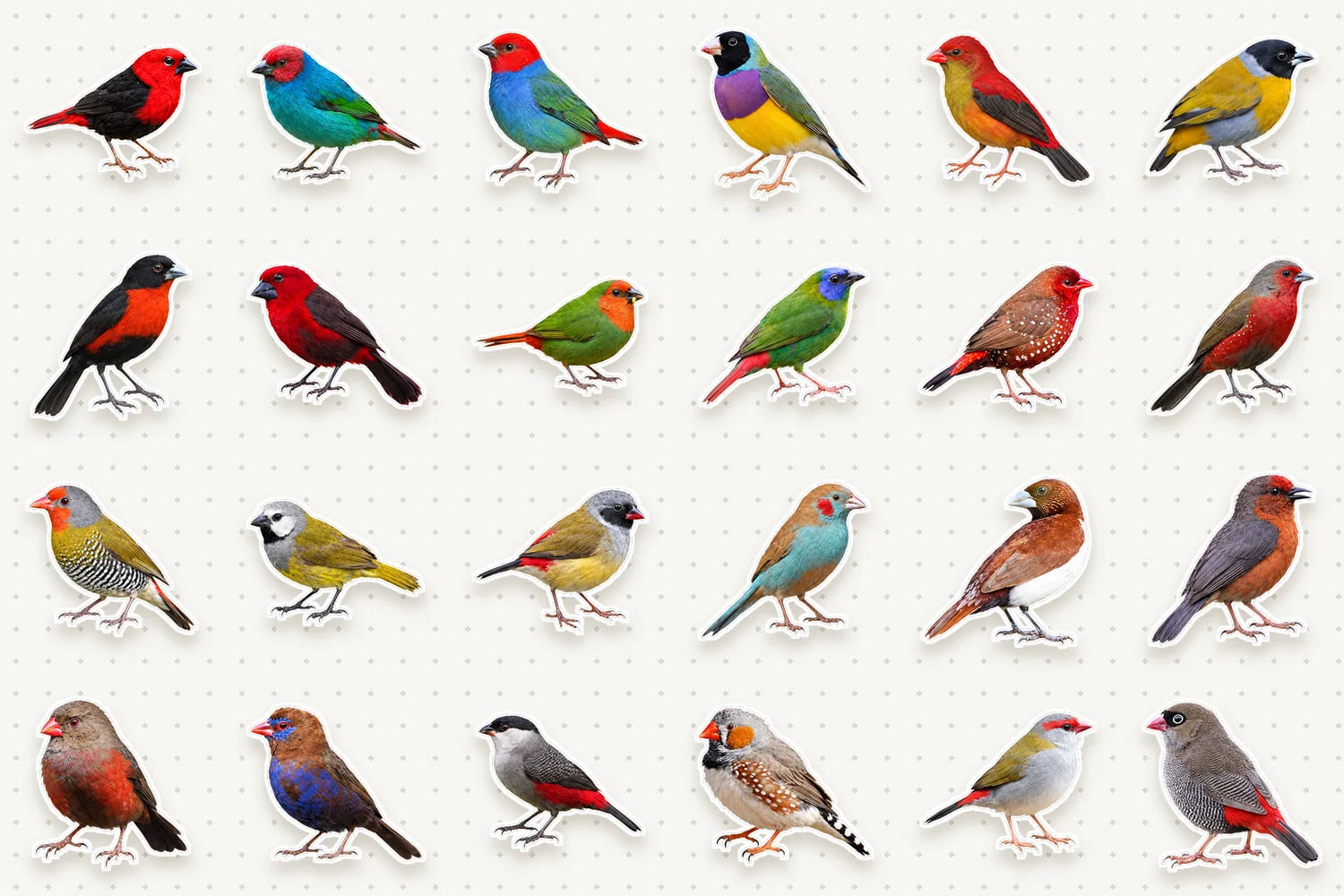 Waxbills & munias
