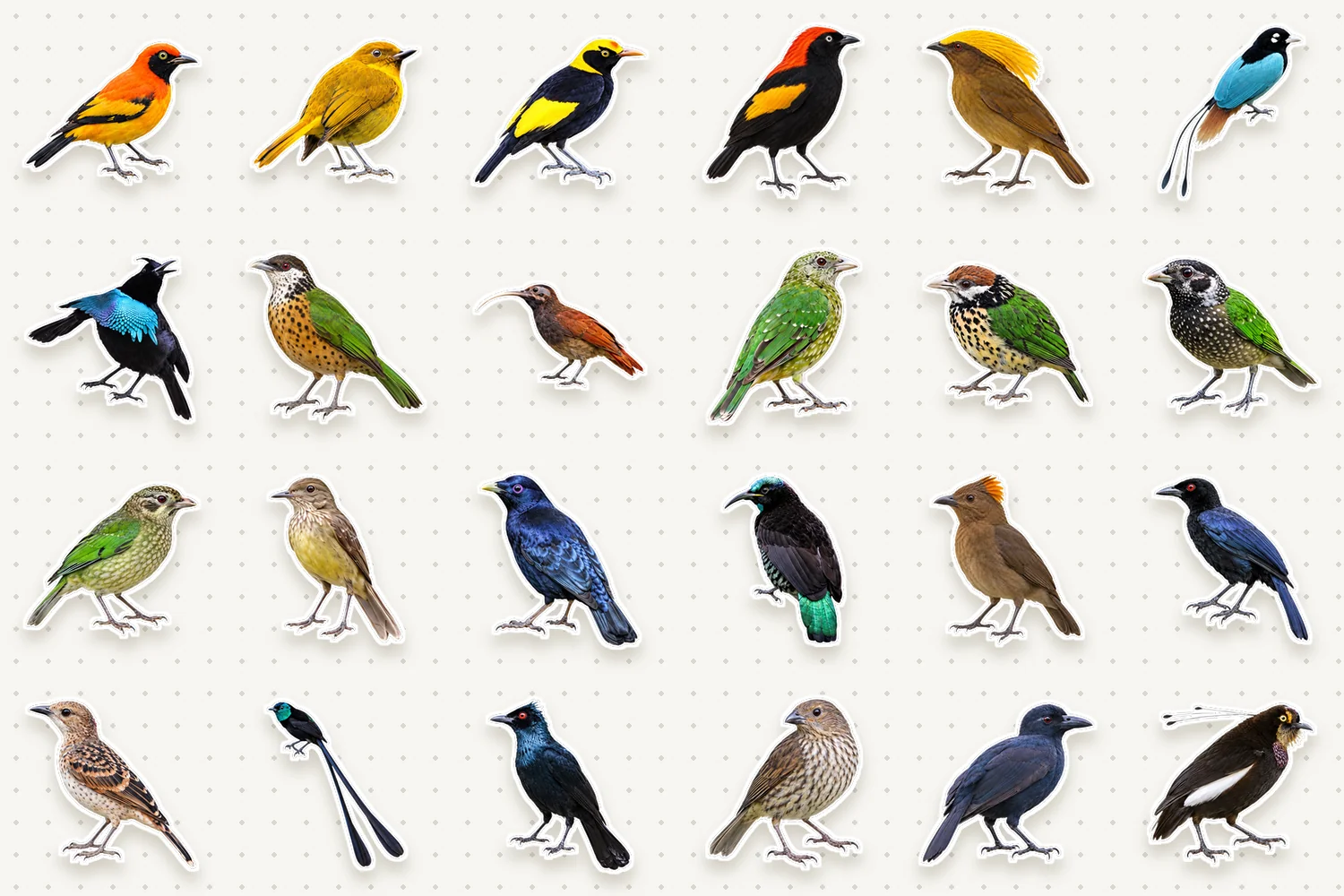 Birds-of-paradise & bowerbirds