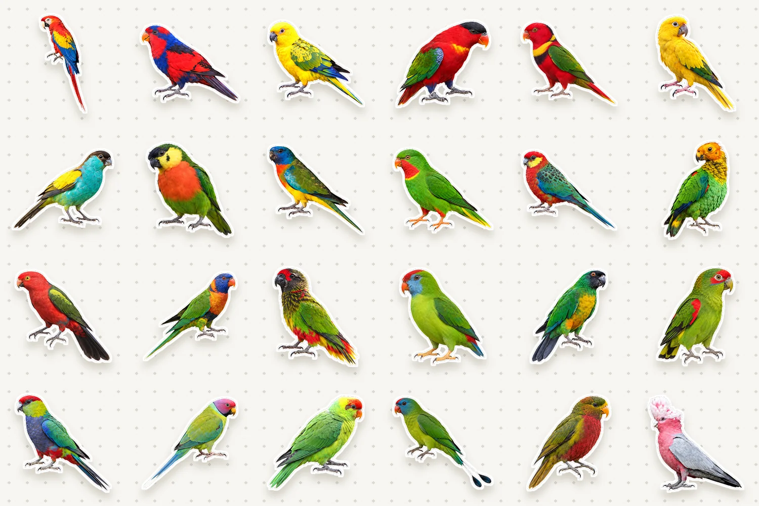 Parrots & cockatoos