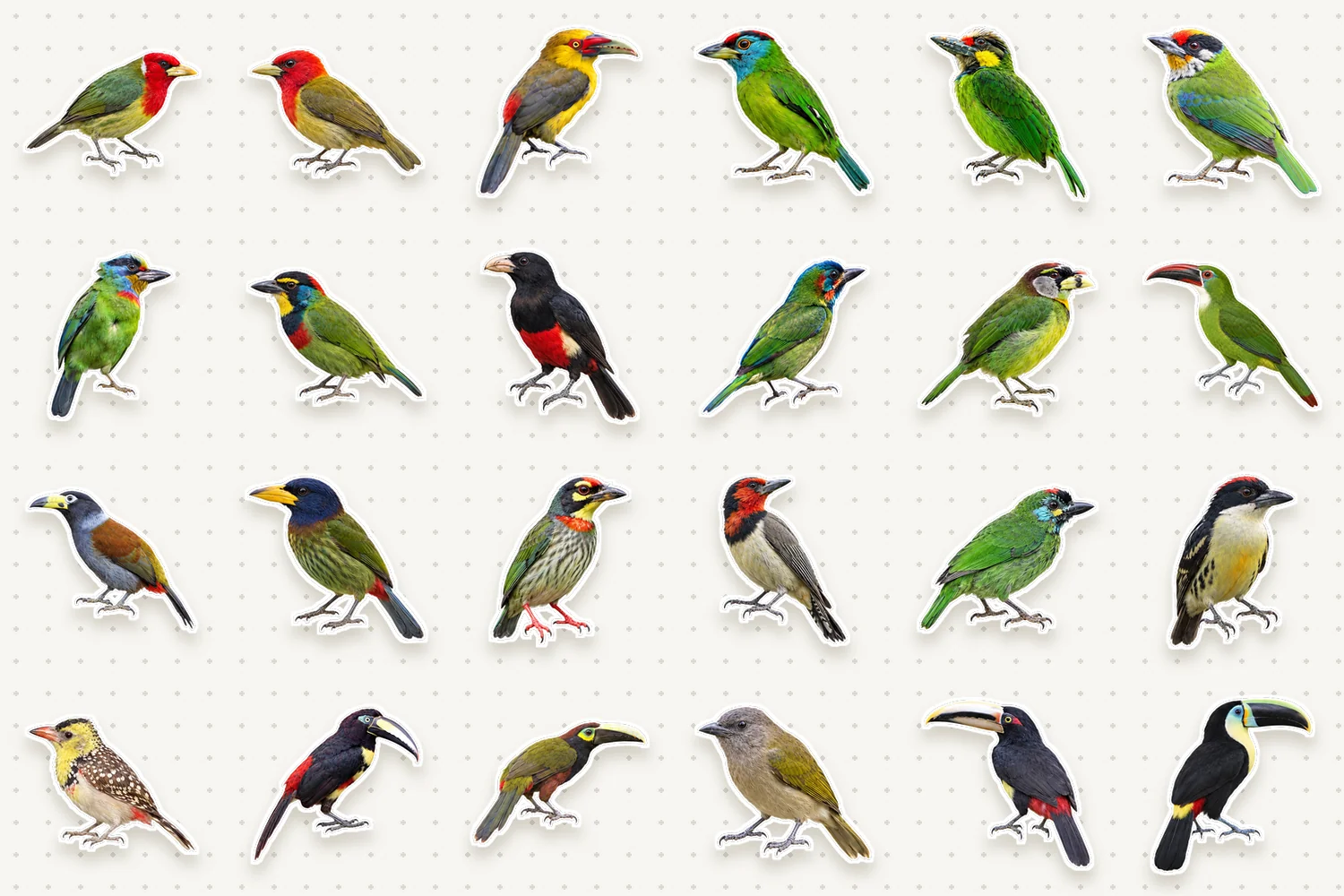 Toucans & barbets