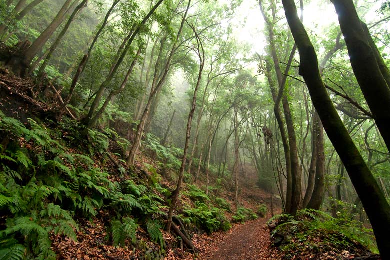 A forest full of trees