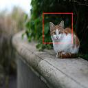 Located cat face