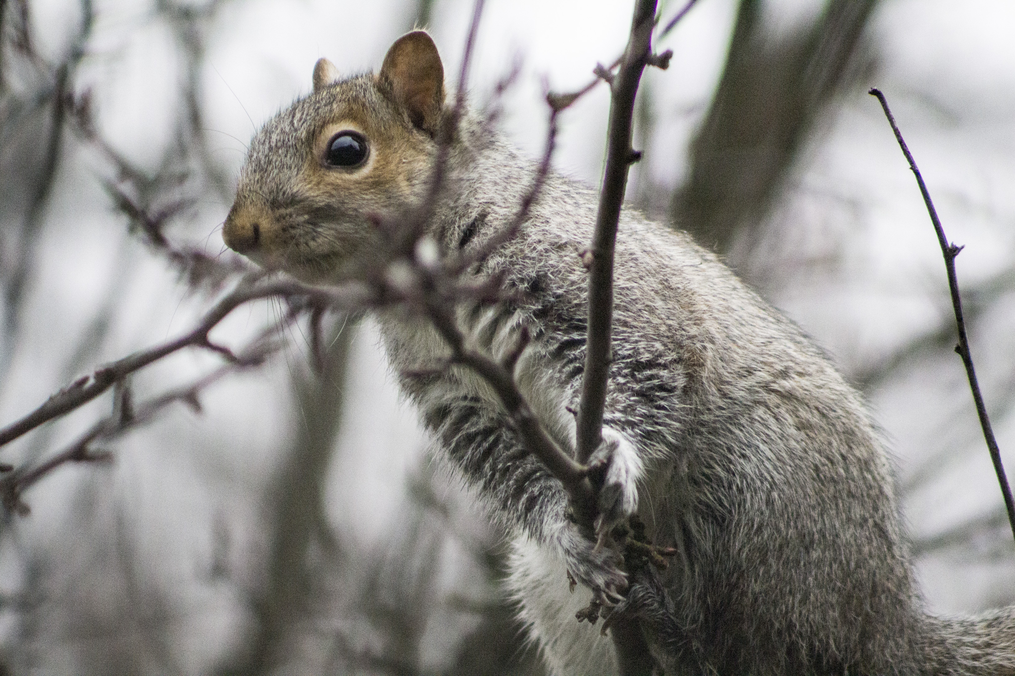 earl the squirl