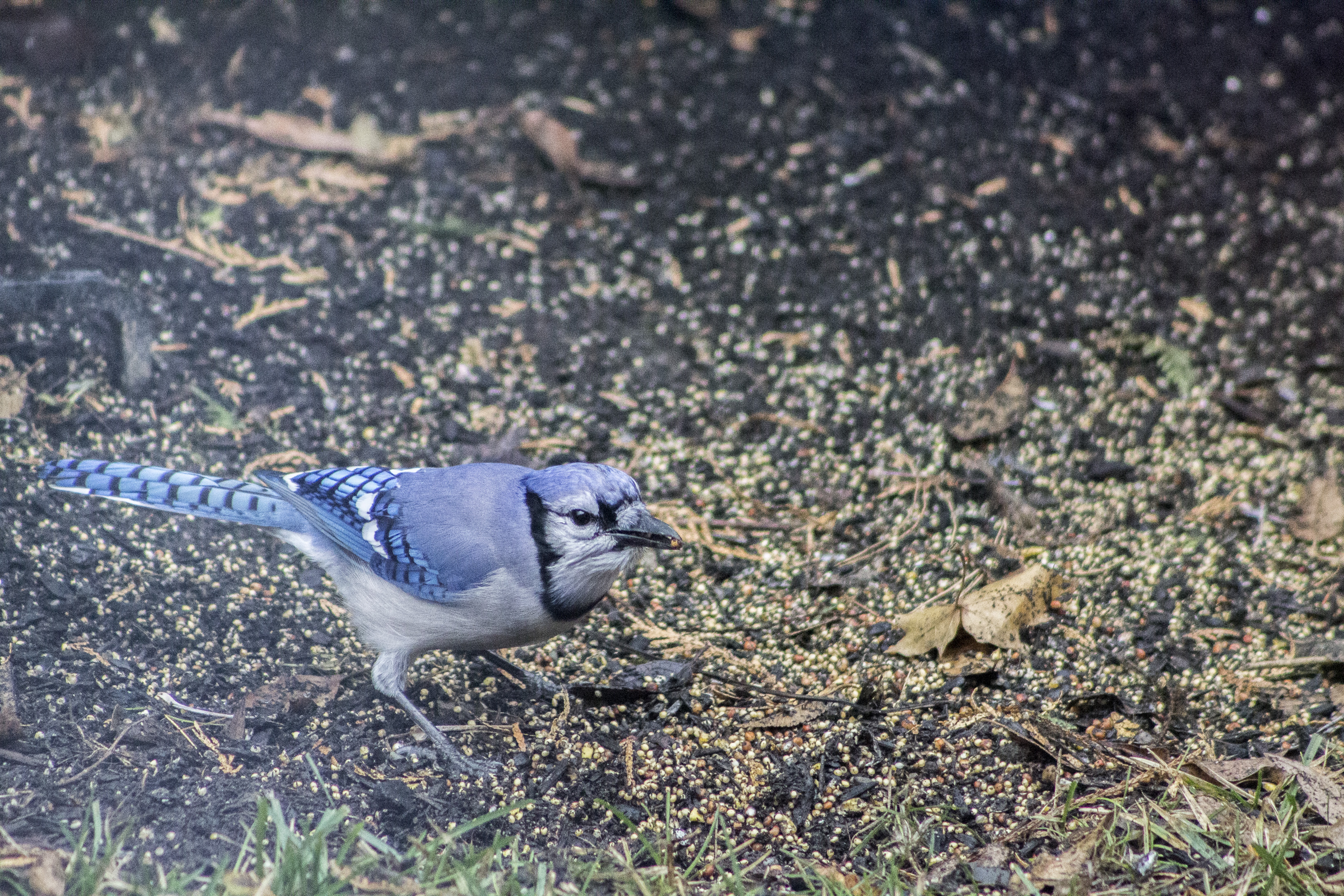 blue jay