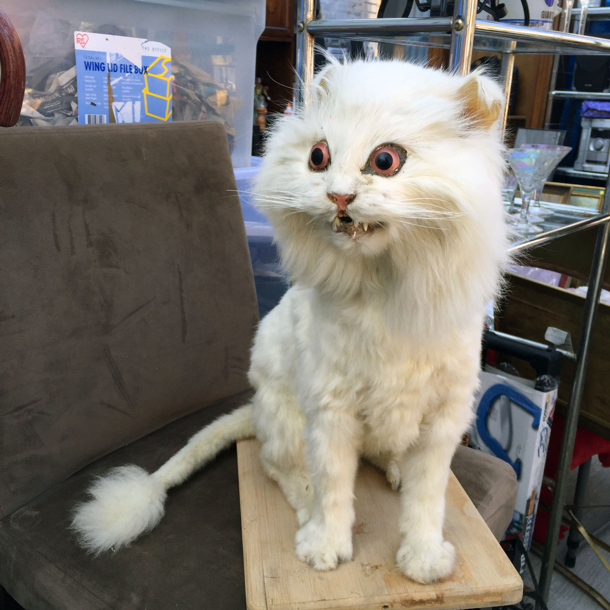 Stuffed cat