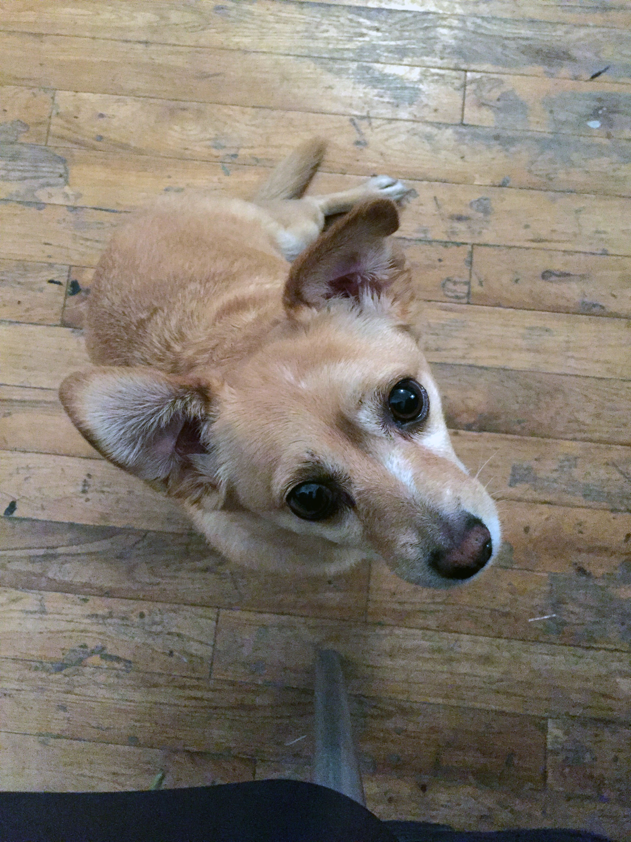 Stella