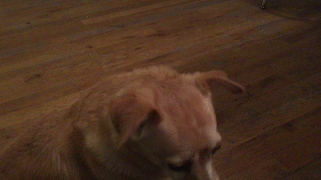 Stella dog