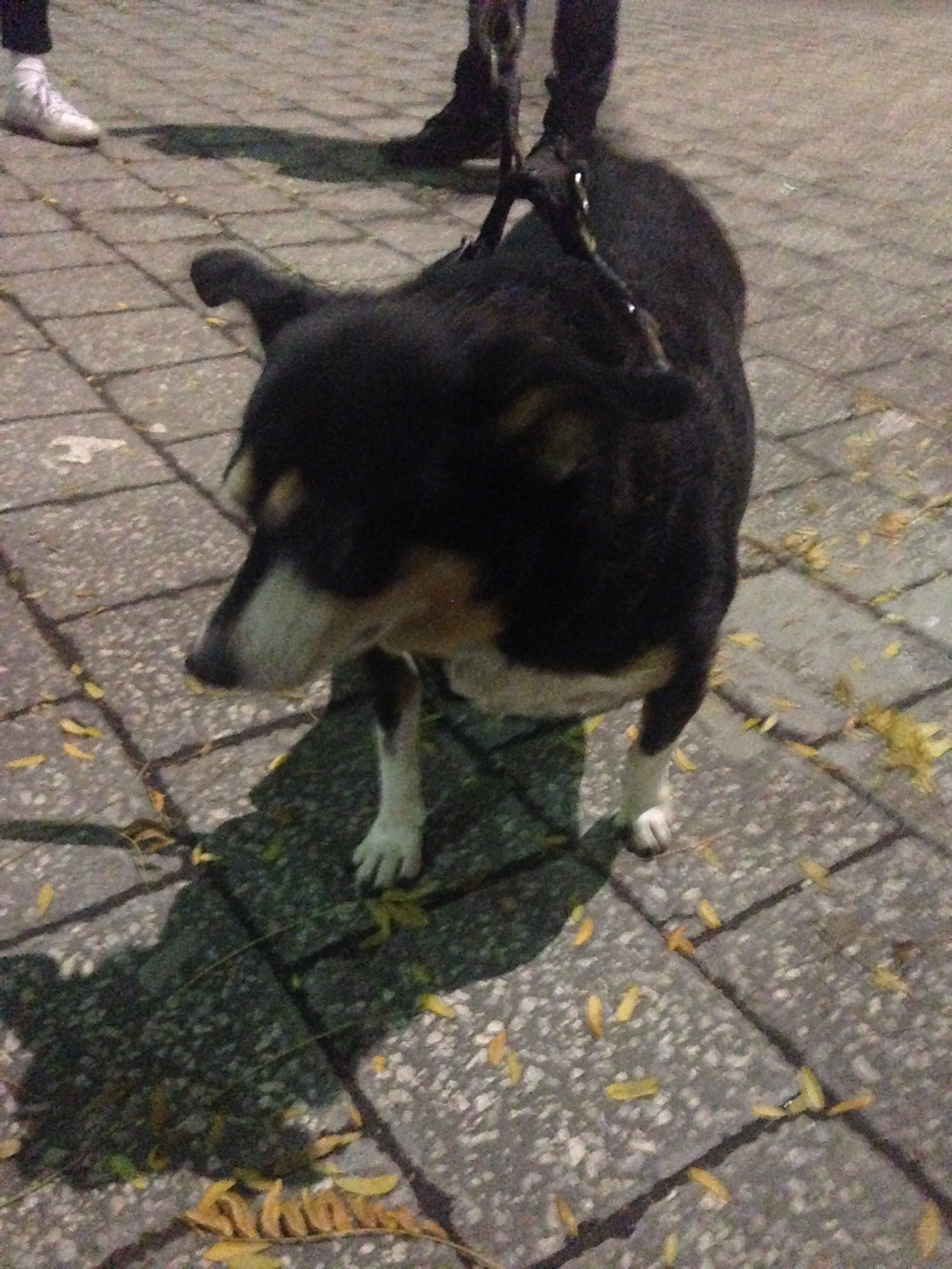 Short round pupper