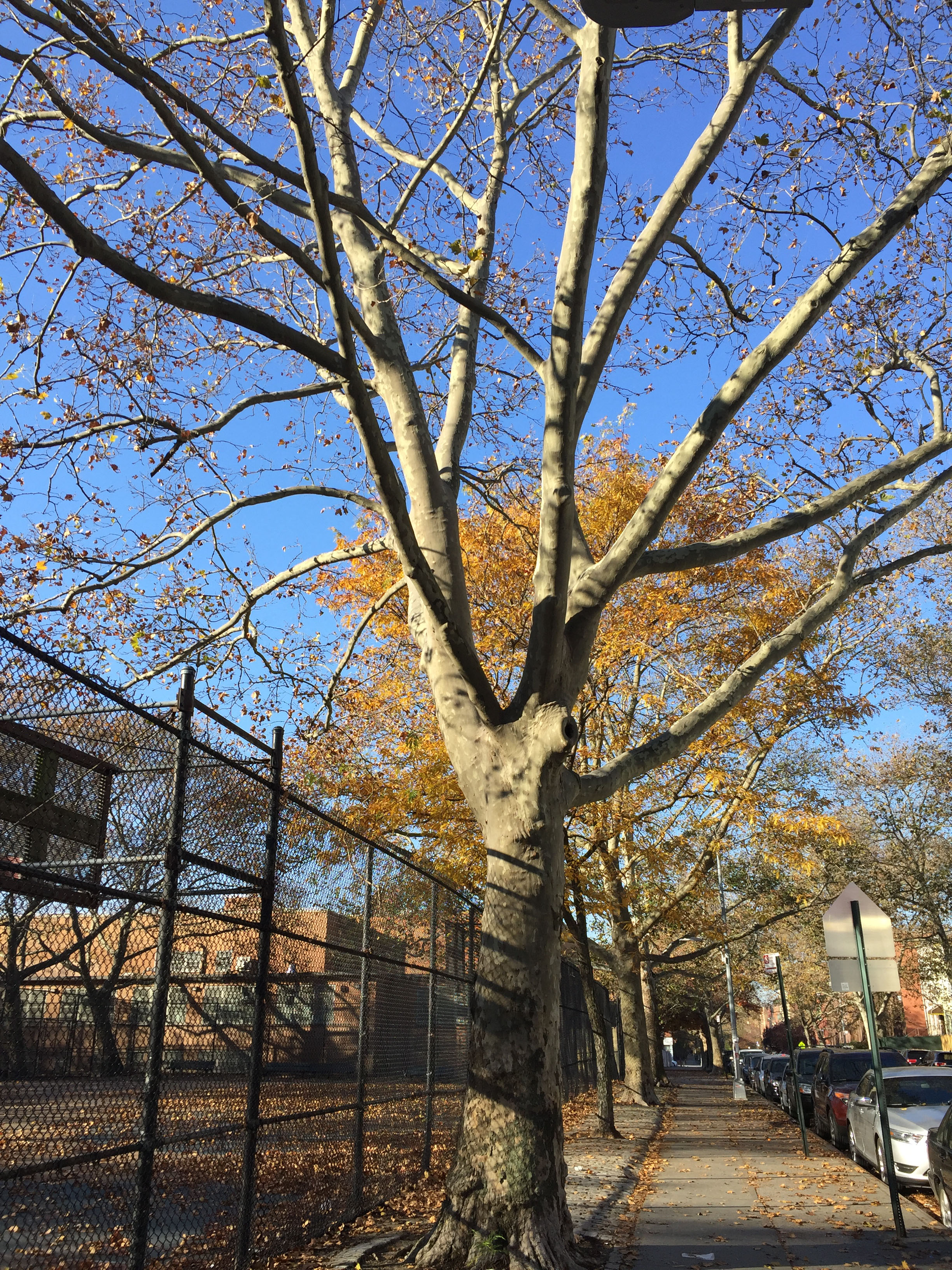 bk tree