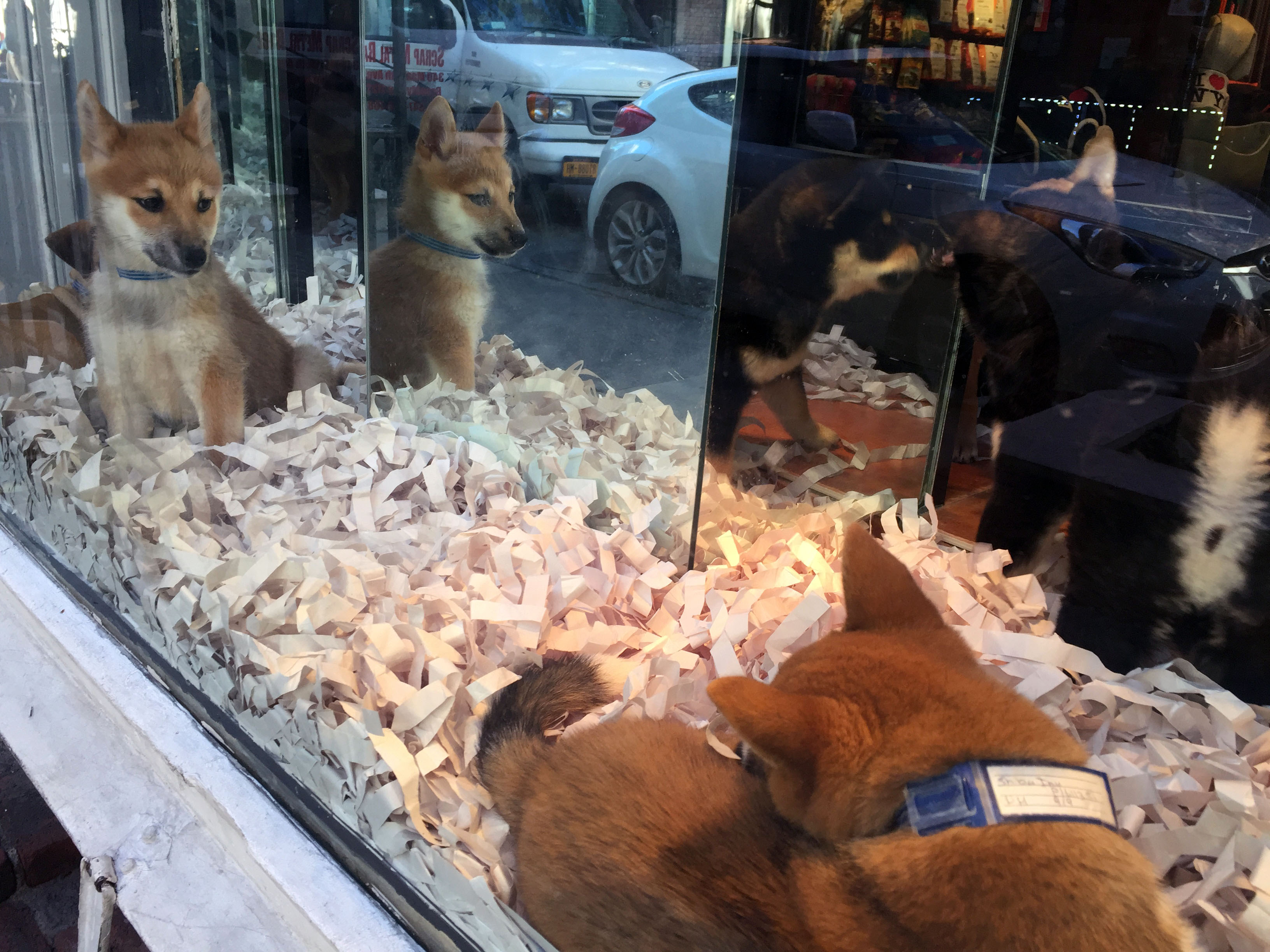 Pupper store