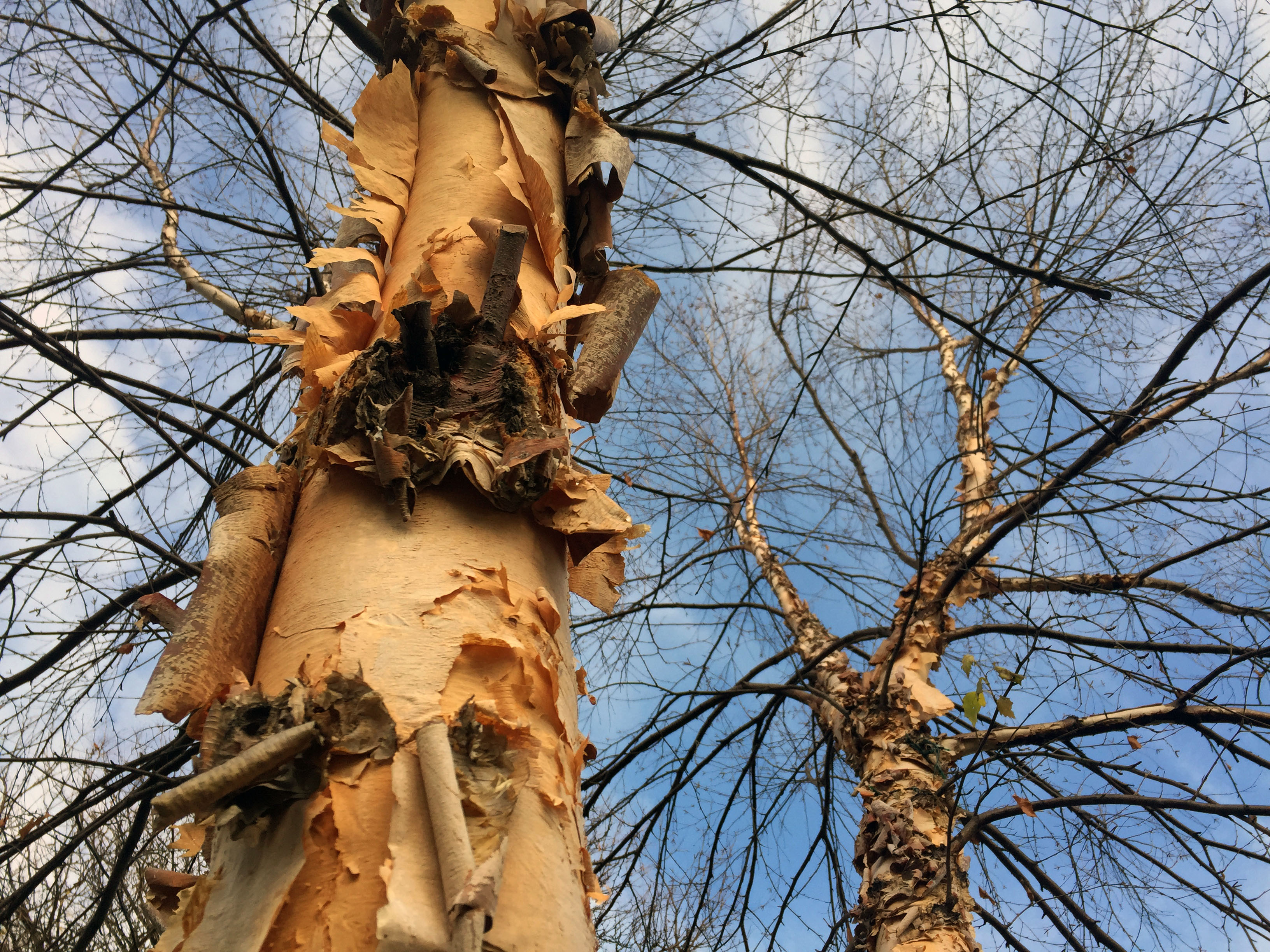 peeling birch trees