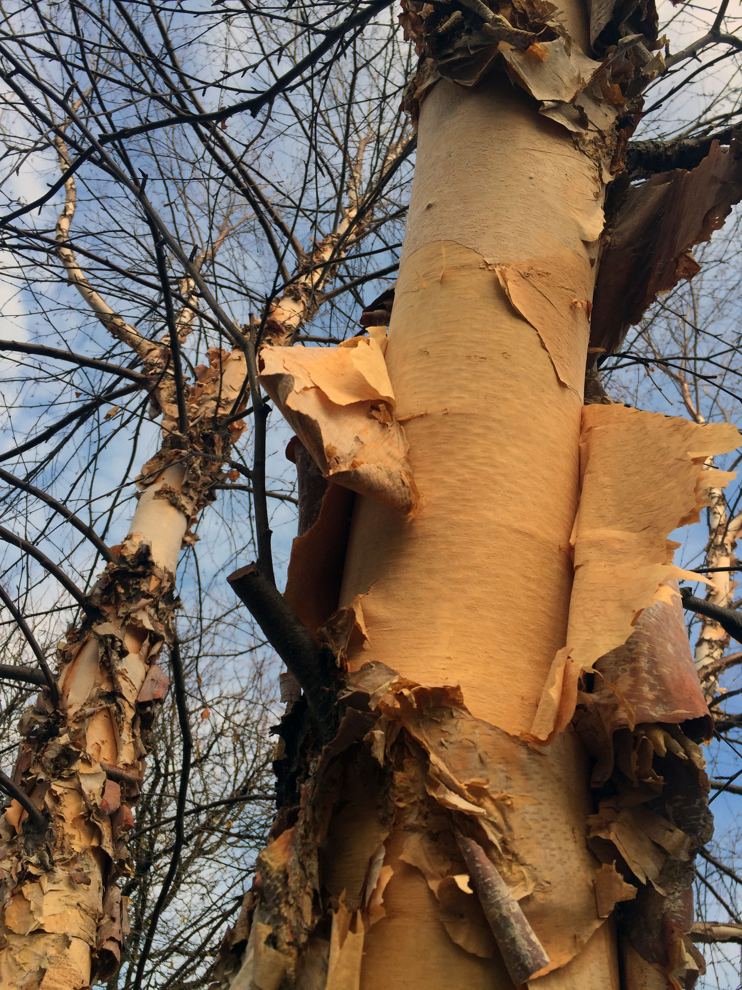 peeling birch trees
