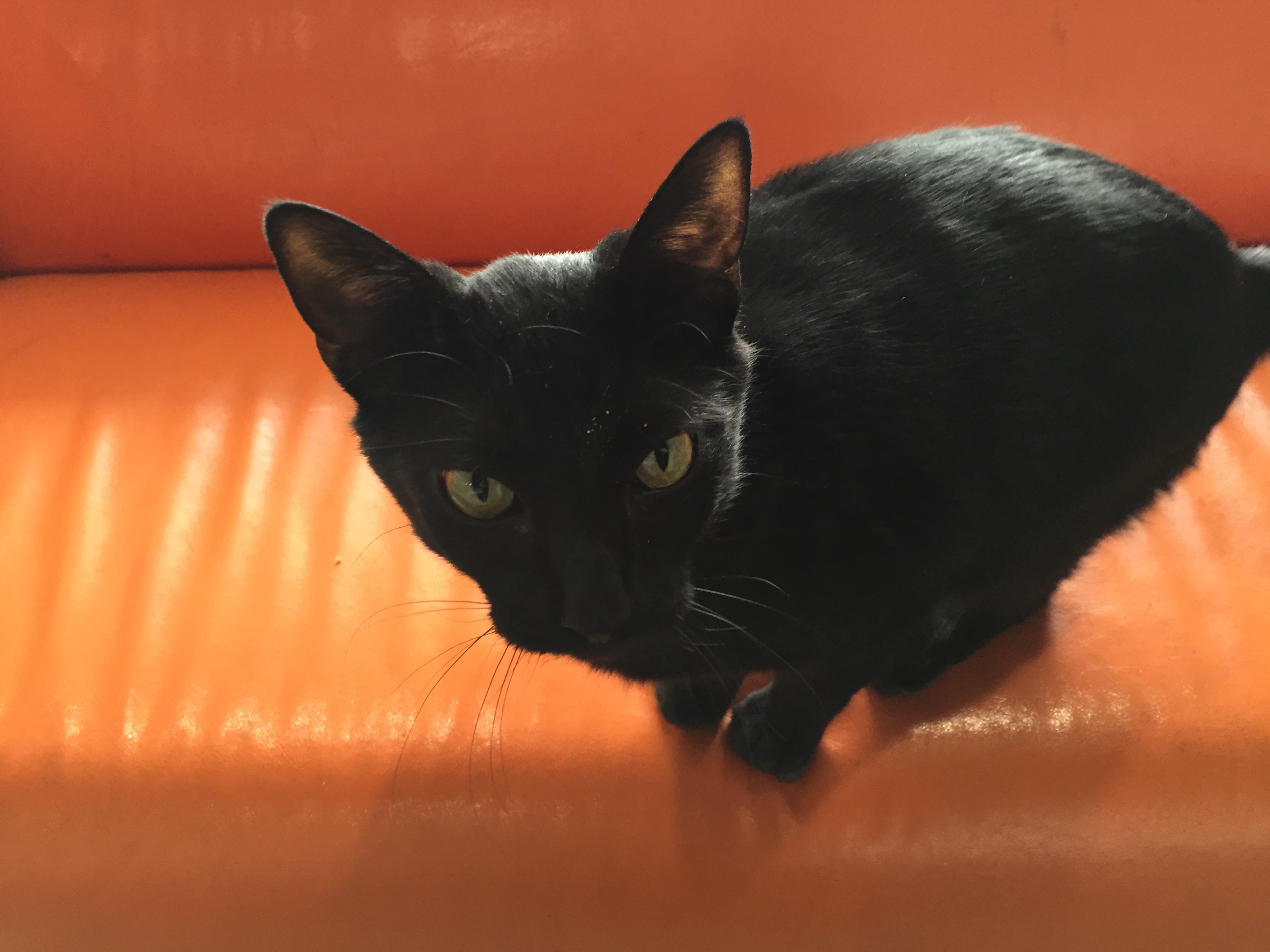 Uhaul cat