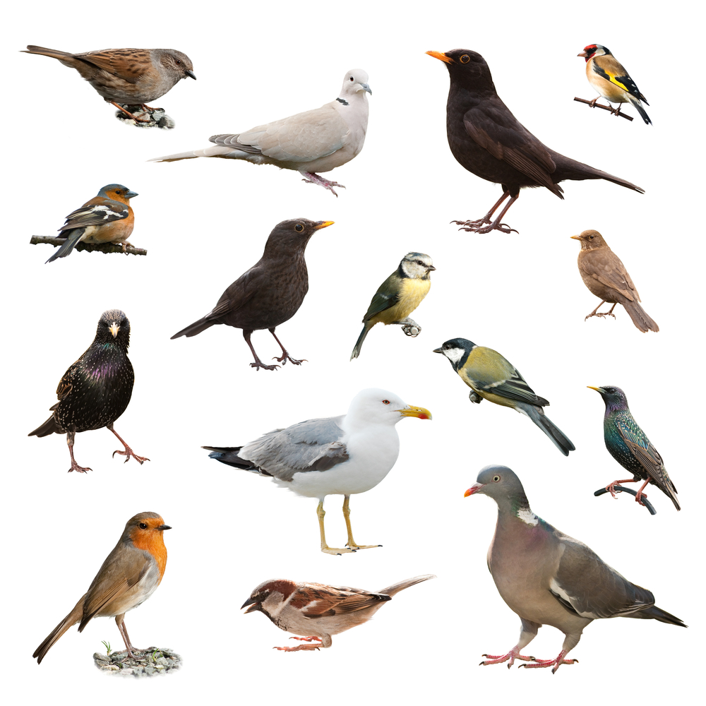 An image showing many species of birds