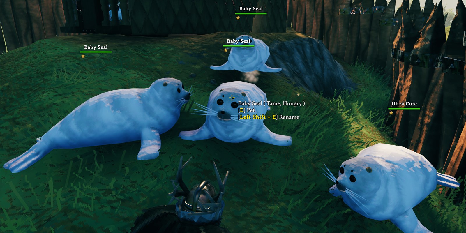 Four tamed baby seals at home, one of them named "Ultra Cute"