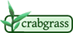 crabgrass