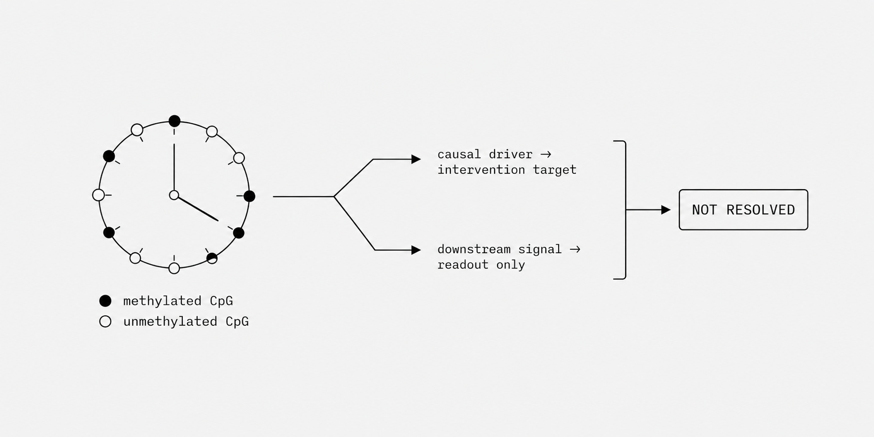 Epigenetic clocks: cause or shadow diagram