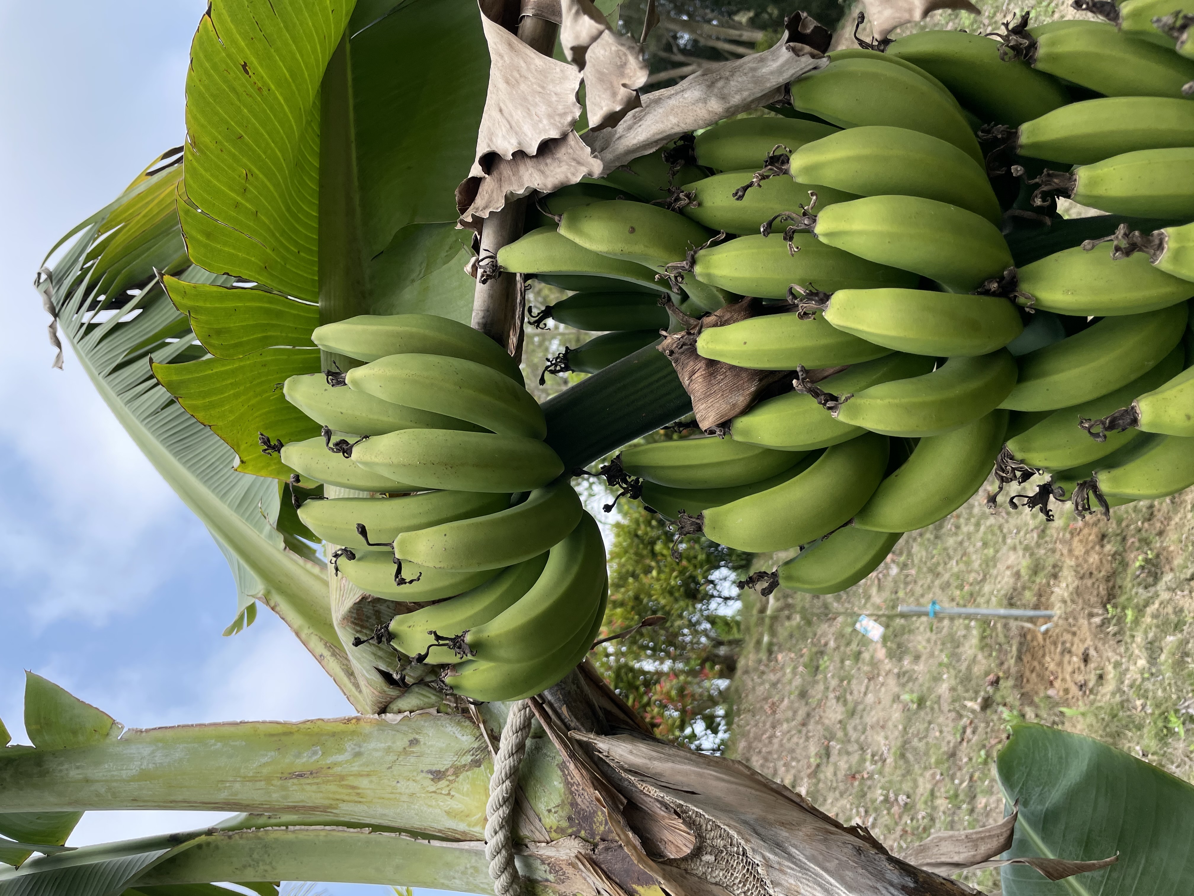 banana