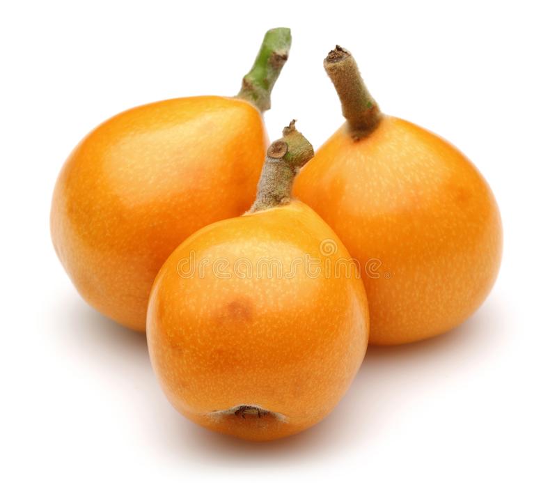 loquat