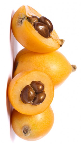 loquat