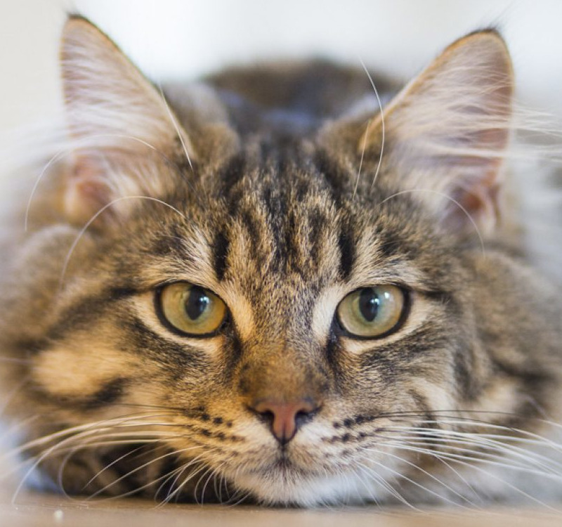 cat_copy.jpeg