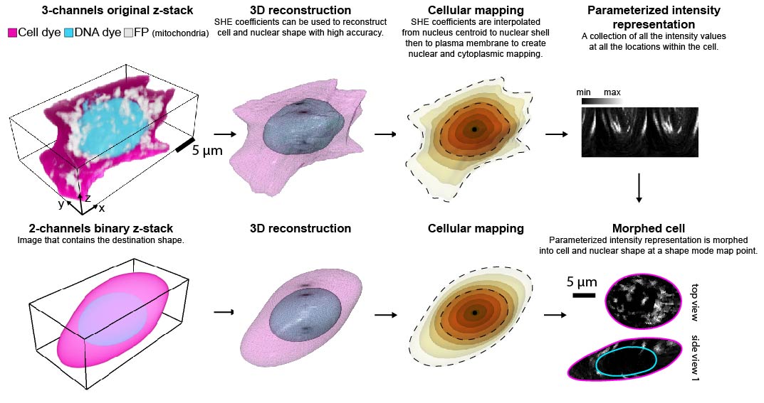Cuboid cell