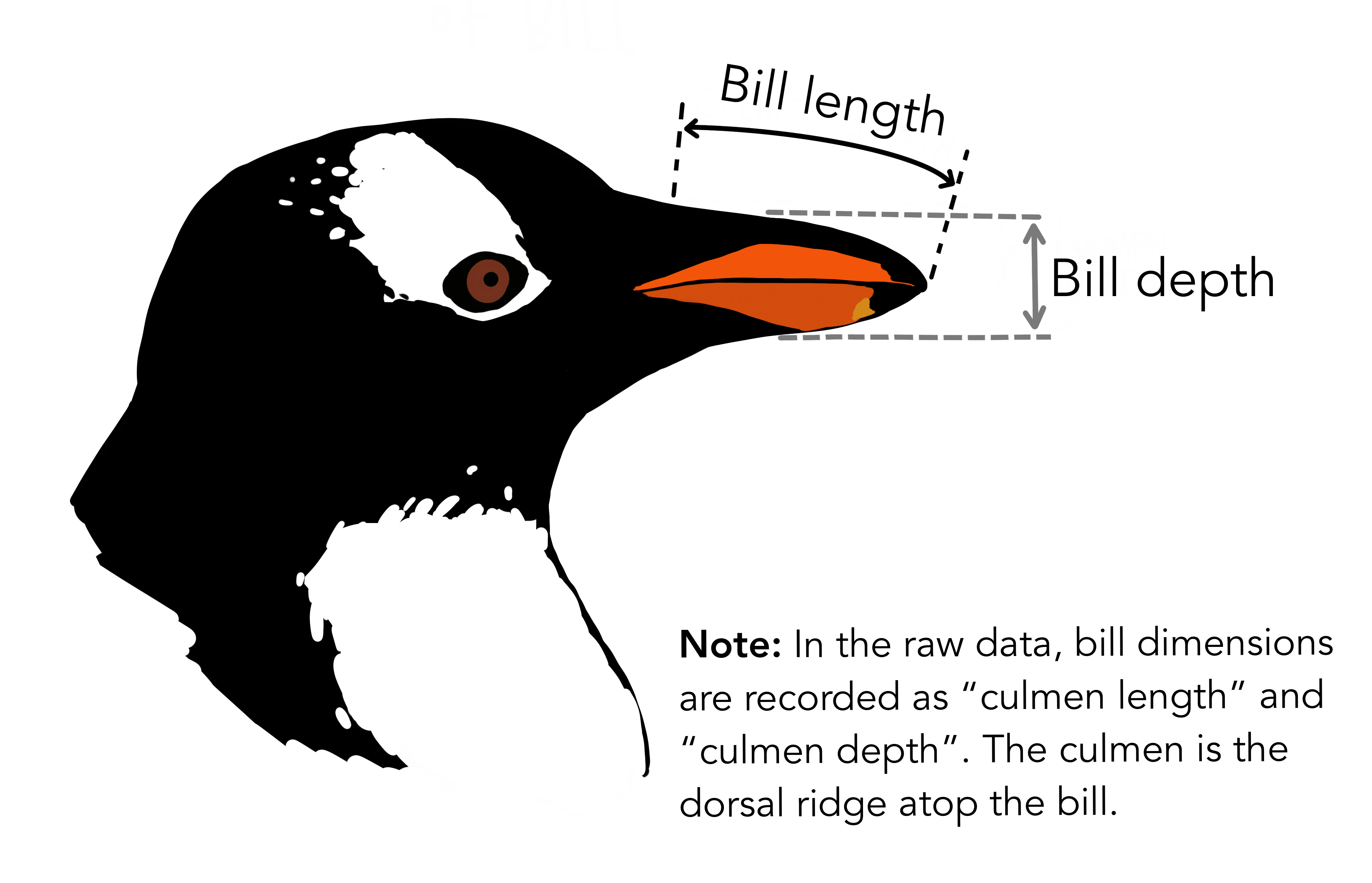 Análisis Exploratorio de Datos de los pingüinos del archipiélago Palmer