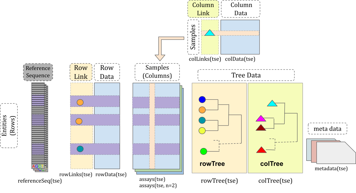 The structure of the TreeSummarizedExperiment (TreeSE) class.