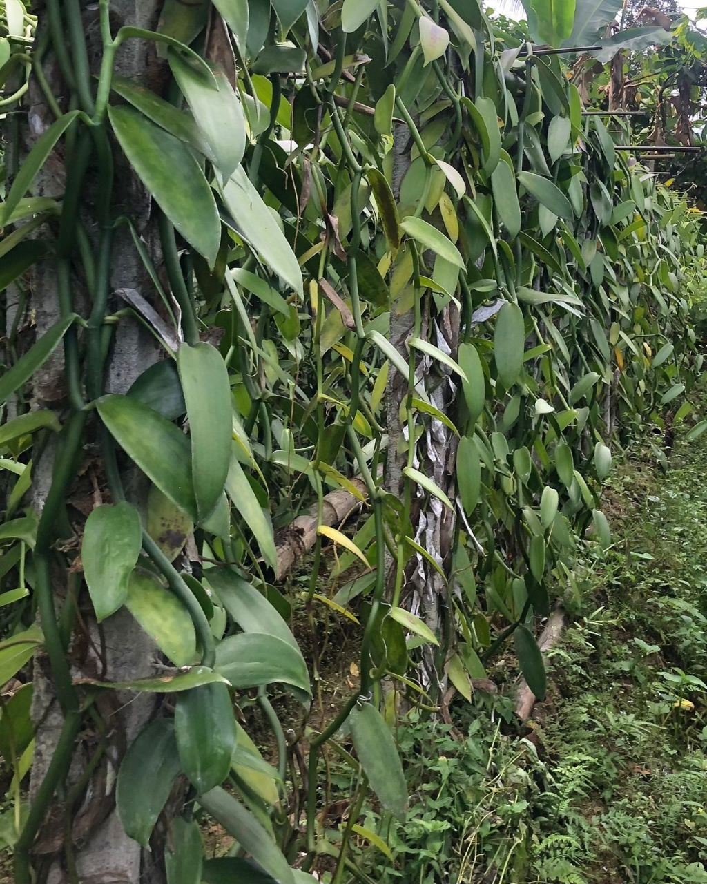 Kemitraan petani vanili