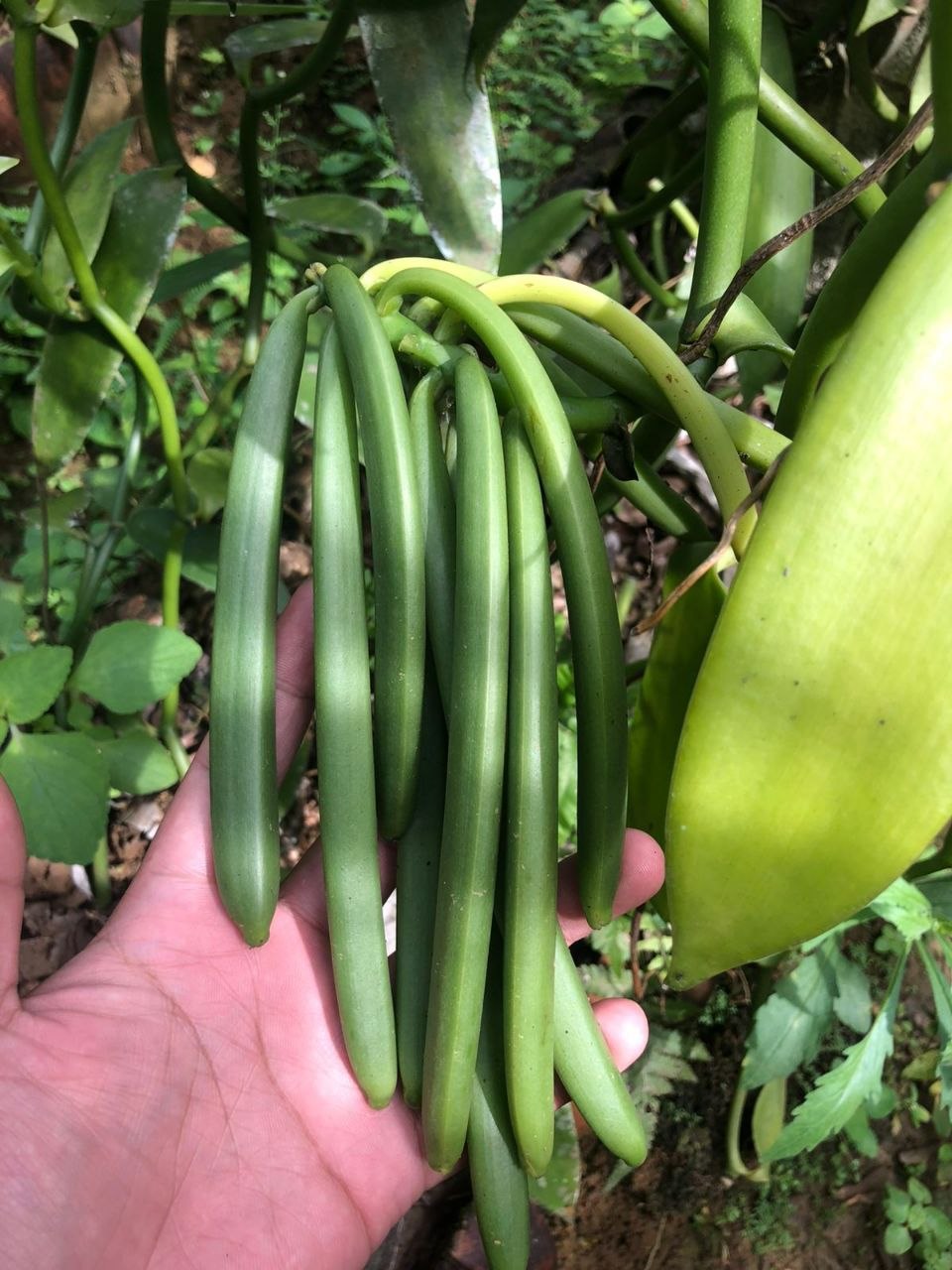 Petani mitra memanen vanili segar