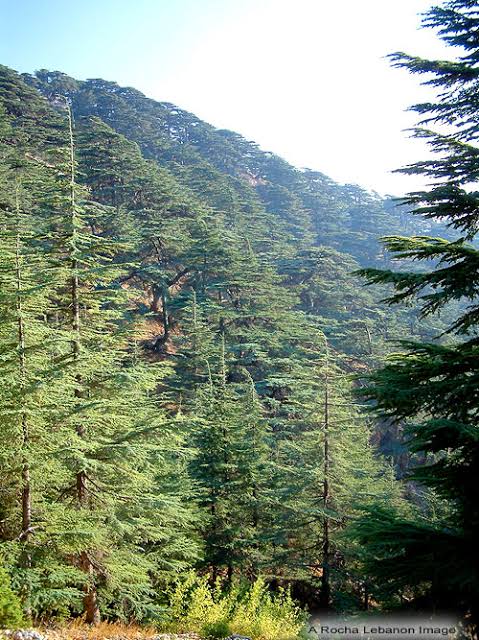 Cedars of God forest in Lebanon