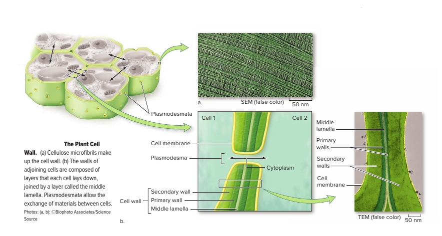 Cell wall