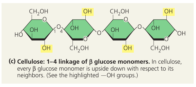 Cellulose Structure