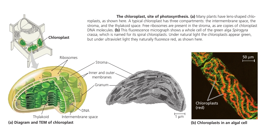 Chloroplast